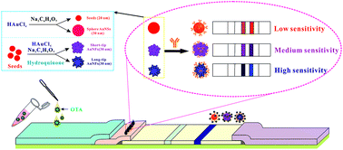 Graphical abstract: Effect of the tip length of multi-branched AuNFs on the detection performance of immunochromatographic assays