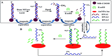 Graphical abstract: Rapid detection of Dam methyltransferase activity based on the exonuclease III-assisted isothermal amplification cycle