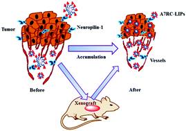 Graphical abstract: A7RC peptide modified paclitaxel liposomes dually target breast cancer