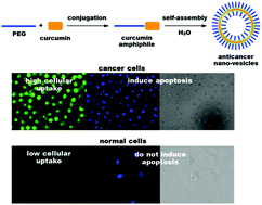 Graphical abstract: Curcumisome nanovesicles generated by self-assembly of curcumin amphiphiles toward cancer theranostics