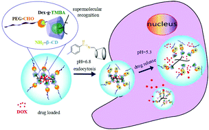 Graphical abstract: Dual acid-responsive supramolecular nanoparticles as new anticancer drug delivery systems