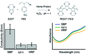 Graphical abstract: Mechanism of the biomolecular synthesis of PEDOT:PSS: importance of heme degradation by hydrogen peroxide