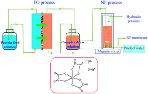 Graphical abstract: Oxalic acid complexes: promising draw solutes for forward osmosis (FO) in protein enrichment