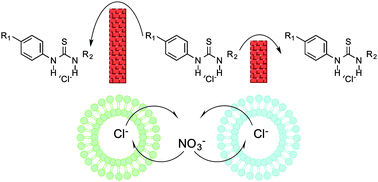 Graphical abstract: Anion transport across varying lipid membranes – the effect of lipophilicity