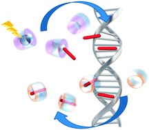 Graphical abstract: DNA–ligand interactions gained and lost: light-induced ligand redistribution in a supramolecular cascade