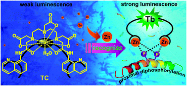 Graphical abstract: Site-selective recognition of peptide phosphorylation by a terbium(iii) complex in aqueous solution