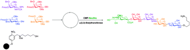 Graphical abstract: Combination of automated solid-phase and enzymatic oligosaccharide synthesis provides access to α(2,3)-sialylated glycans