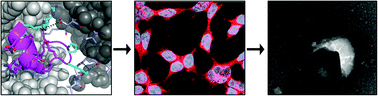 Graphical abstract: α-Aminoisobutyric acid incorporation induces cell permeability and antiviral activity of HIV-1 major homology region fragments