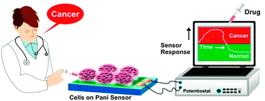 Graphical abstract: Probing extracellular acidity of live cells in real time for cancer detection and monitoring anti-cancer drug activity