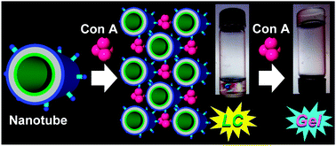 Graphical abstract: Retracted Article: Two-step naked-eye detection of lectin by hierarchical organization of soft nanotubes into liquid crystal and gel phases