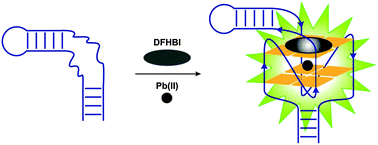 Graphical abstract: Spinach RNA aptamer detects lead(ii) with high selectivity
