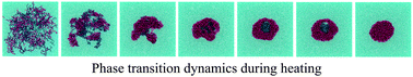 Graphical abstract: Mesoscale modeling of phase transition dynamics of thermoresponsive polymers