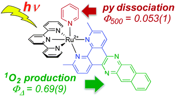Graphical abstract: Excited state investigation of a new Ru(ii) complex for dual reactivity with low energy light