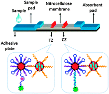 Graphical abstract: A double-enhanced strip biosensor for the rapid and ultrasensitive detection of protein biomarkers