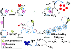 Graphical abstract: A plasmonic aptasensor for ultrasensitive detection of thrombin via arrested rolling circle amplification