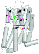 Graphical abstract: Structural basis for Na+-sensitivity in dopamine D2 and D3 receptors