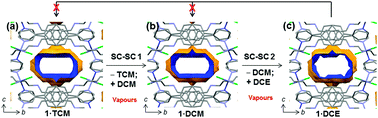Graphical abstract: Multiple single-crystal-to-single-crystal guest exchange in a dynamic 1D coordination polymer
