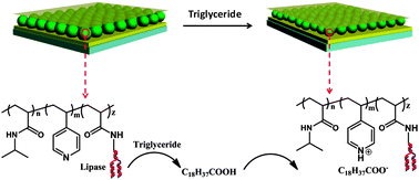 Graphical abstract: Lipase-modified pH-responsive microgel-based optical device for triglyceride sensing