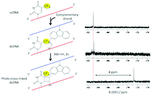 Graphical abstract: Photo-cross-linking using trifluorothymidine and 3-cyanovinylcarbazole induced a large shifted 19F MR signal