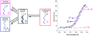 Graphical abstract: A stable bidentate protein binder achieved via DNA self-assembly driven ligand migration