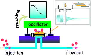 Graphical abstract: Real-time monitoring of mechanical changes during dynamic adhesion of erythrocytes to endothelial cells by QCM-D