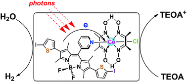 Graphical abstract: Photocatalytic water reduction from a noble-metal-free molecular dyad based on a thienyl-expanded BODIPY photosensitizer