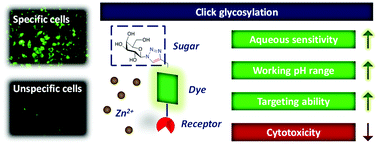 Graphical abstract: Glycosylation enhances the aqueous sensitivity and lowers the cytotoxicity of a naphthalimide zinc ion fluorescence probe