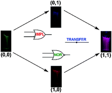 Graphical abstract: Lanthanide luminescent logic gate mimics in soft matter: [H+] and [F−] dual-input device in a polymer gel with potential for selective component release
