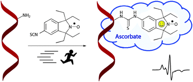 Graphical abstract: Site-directed spin labeling of 2′-amino groups in RNA with isoindoline nitroxides that are resistant to reduction