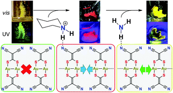 Graphical abstract: Controlling intermolecular aurophilicity in emissive dinuclear Au(i) materials and their luminescent response to ammonia vapour