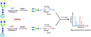 Graphical abstract: Glycan reducing end dual isotopic labeling (GREDIL) for mass spectrometry-based quantitative N-glycomics