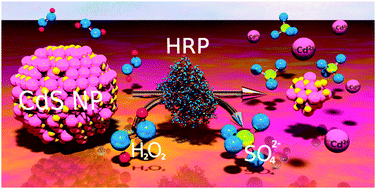 Graphical abstract: Biocatalytic etching of semiconductor cadmium sulfide nanoparticles as a new platform for the optical detection of analytes