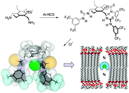 Graphical abstract: Sterically geared tris-thioureas; transmembrane chloride transporters with unusual activity and accessibility