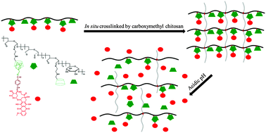 Graphical abstract: An injectable drug-loaded hydrogel based on a supramolecular polymeric prodrug