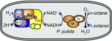 Graphical abstract: H2-driven biotransformation of n-octane to 1-octanol by a recombinant Pseudomonas putida strain co-synthesizing an O2-tolerant hydrogenase and a P450 monooxygenase
