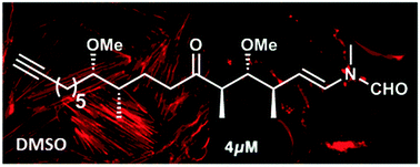 Graphical abstract: The synthesis and biological evaluation of a kabiramide C fragment modified with a WH2 consensus actin-binding motif as a potential disruptor of the actin cytoskeleton