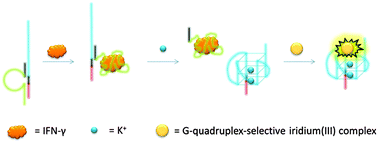 Graphical abstract: Luminescence switch-on assay of interferon-gamma using a G-quadruplex-selective iridium(iii) complex