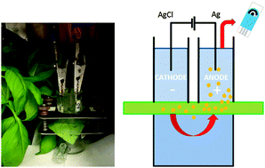 Graphical abstract: In situ detection of salicylate in Ocimum basilicum plant leaves via reverse iontophoresis