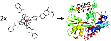 Graphical abstract: Protein conformation by EPR spectroscopy using gadolinium tags clicked to genetically encoded p-azido-l-phenylalanine