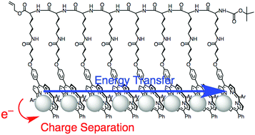 Graphical abstract: Multiple photosynthetic reaction centres of porphyrinic polypeptide–Li+@C60 supramolecular complexes