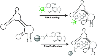 Graphical abstract: Evolution and characterization of a benzylguanine-binding RNA aptamer