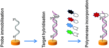 Graphical abstract: Electrochemical primer extension for the detection of single nucleotide polymorphisms in the cardiomyopathy associated MYH7 gene