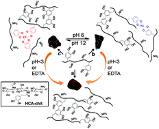 Graphical abstract: Bioinspired pH and magnetic responsive catechol-functionalized chitosan hydrogels with tunable elastic properties