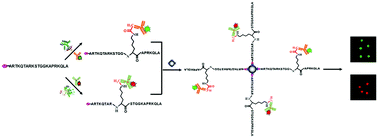 Graphical abstract: Multiplex detection of histone-modifying enzymes by total internal reflection fluorescence-based single-molecule detection