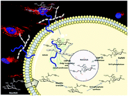 Graphical abstract: A sequential bioorthogonal dual strategy: ManNAl and SiaNAl as distinct tools to unravel sialic acid metabolic pathways
