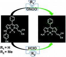 Graphical abstract: Transforming the recognition site of 4-hydroxyaniline into 4-methoxyaniline grafted onto a BODIPY core switches the selective detection of peroxynitrite to hypochlorous acid