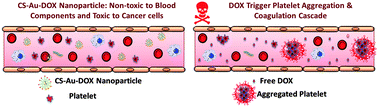 Graphical abstract: Chondroitin sulfate coated gold nanoparticles: a new strategy to resolve multidrug resistance and thromboinflammation