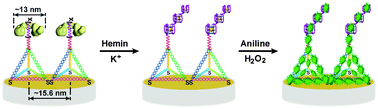 Graphical abstract: Label-free ultrasensitive detection of telomerase activity via multiple telomeric hemin/G-quadruplex triggered polyaniline deposition and a DNA tetrahedron-structure regulated signal