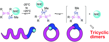 Graphical abstract: Dimerization of a marginally stable disilenyl germylene to tricyclic systems: evidence for reversible NHC-coordination