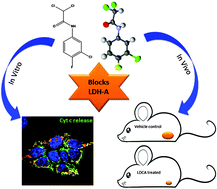 Graphical abstract: ‘Dual hit’ metabolic modulator LDCA selectively kills cancer cells by efficient competitive inhibition of LDH-A